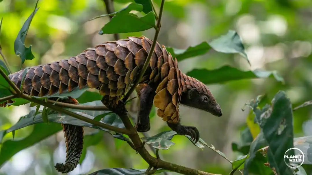 Image from Climate Newsroom: Africa’s sacred messenger under siege as pangolin remains world’s most...