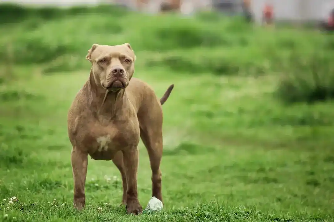 Image from L'Unione Sarda: *Alghero, anziana aggredita con la sua cagnolina da tre cani fuori con...