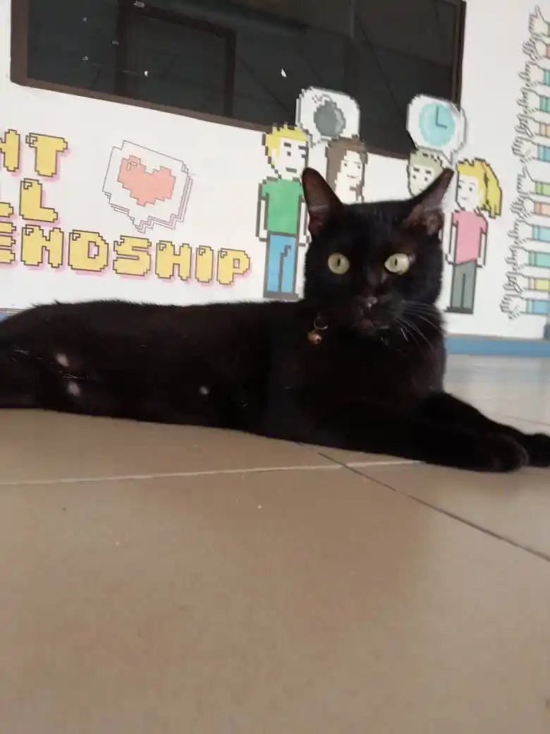 UNI CATz  post