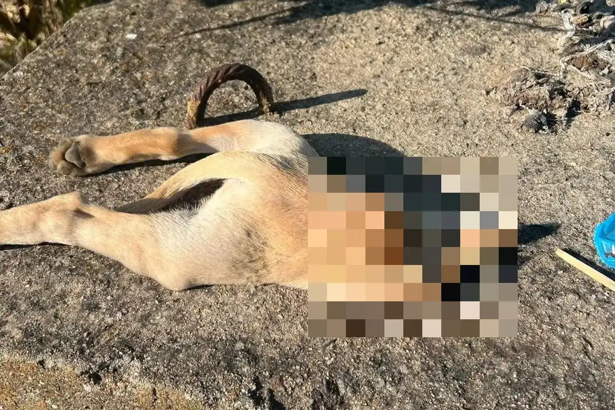 Image from L'Unione Sarda: *San Gavino, cuccioli fatti a pezzi e abbandonati* Sono stati trovati...