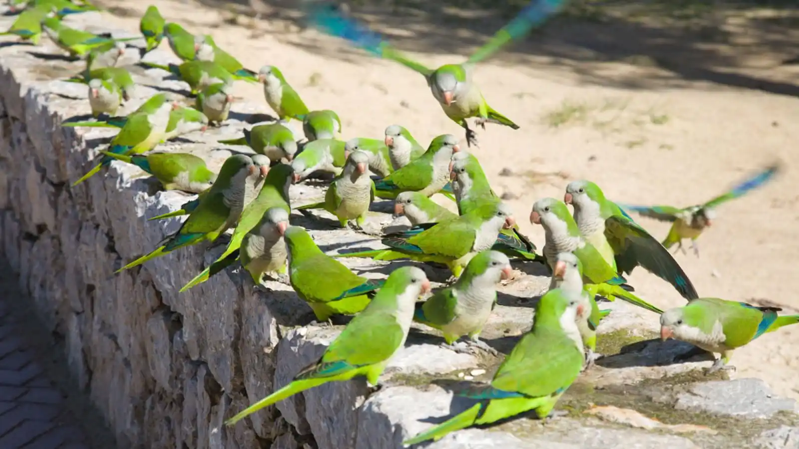 Image from Diario de Sanse: 🔴⚪️Animalistas Sanse acusa al Ayuntamiento de Sanse de querer “aniqui...