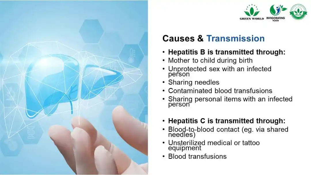 Image from Green World Online Store : Causes & Transmission : Hepatitis B is transmitted through: > Mother ...