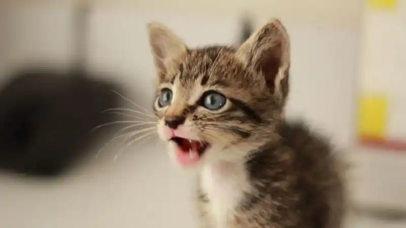 Image from Comune di Vinci: 🐈 *Il gattile di Empoli cerca volontari, anche Vinci si unisce all’ap...
