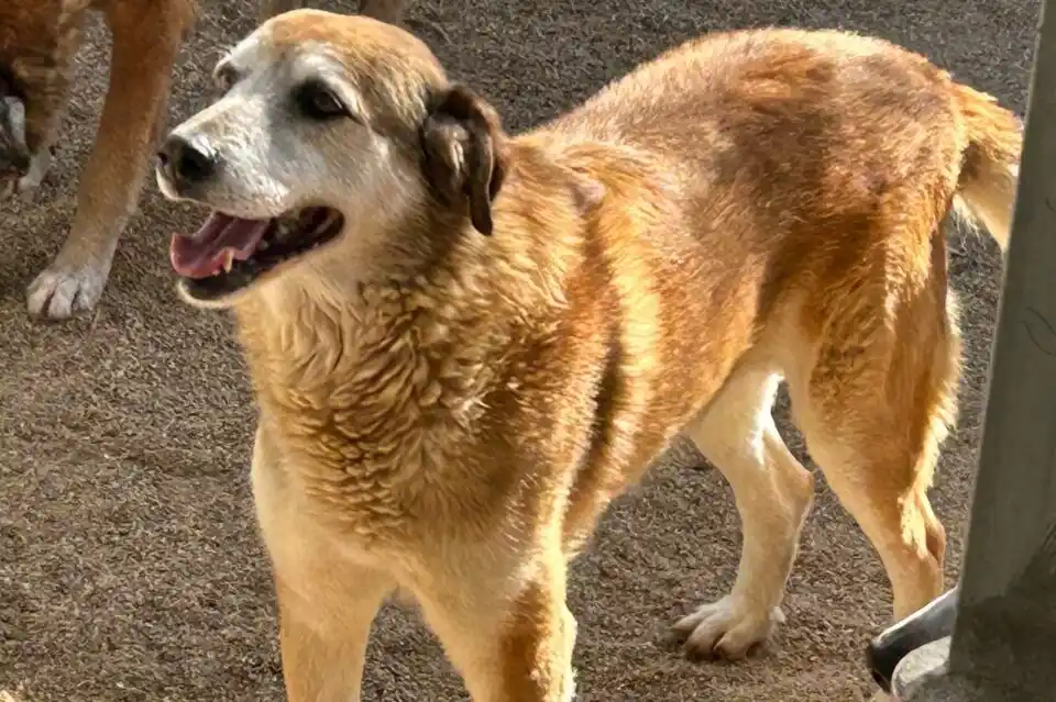 Image from Comune di Cabras: 🐾 Rissu cerca casa… e un cuore paziente da amare 🐶 Rissu è un cane ...