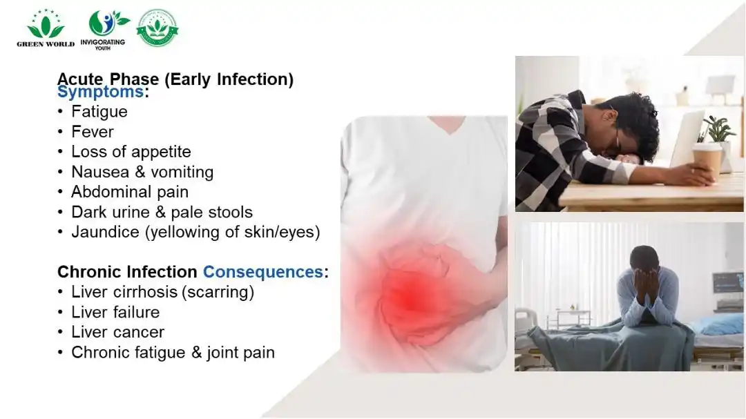 Image from Green World Online Store : Sign and symptoms of Hepatitis B & C :  *Acute Phase (Early Infection)...