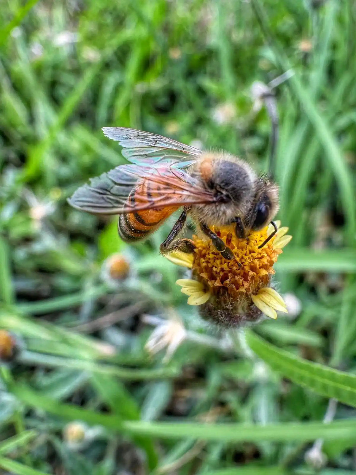 Image from MiMorelia.com Noticias: 🐝 *Es hermoso ver en los espacios públicos a las abejitas* 🐝   La pr...