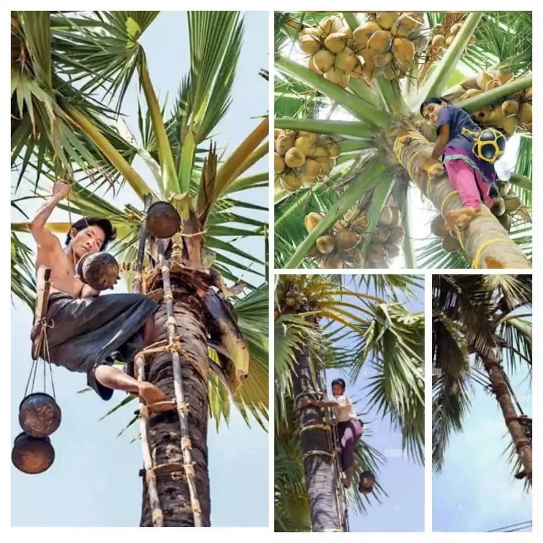Image from நாம் தமிழர் ஊடகம்: கள்ளுக்கு அனுமதி கேட்டு போராட்டம் என்றால் பதறுகிறான் ஏன் ? 1) கள் ...