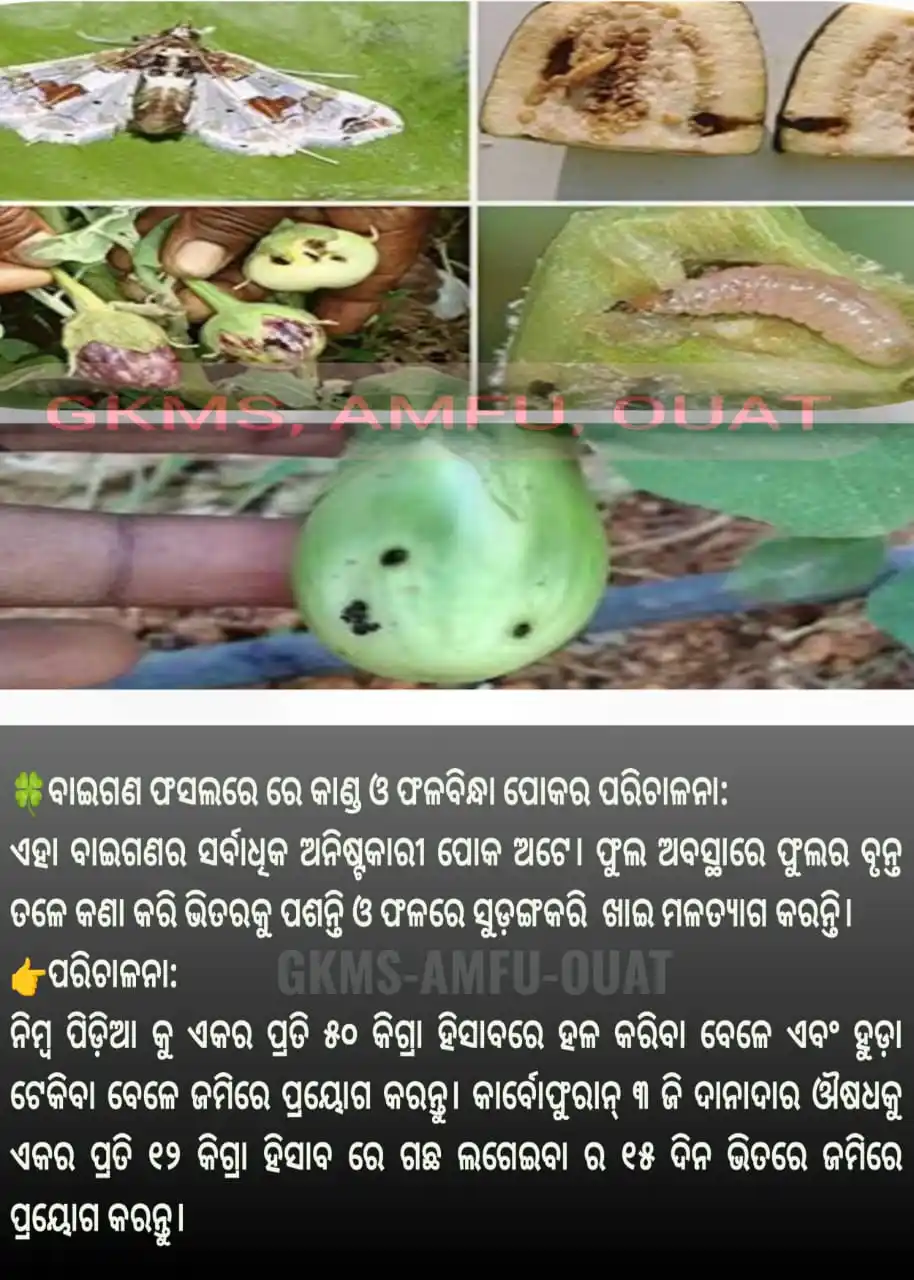 ଗ୍ରାମୀଣ କୃଷି ମୌସମ ସେବା (GKMS), ଓ.ୟୁ.ଏ.ଟି, ଓଡ଼ିଶା post