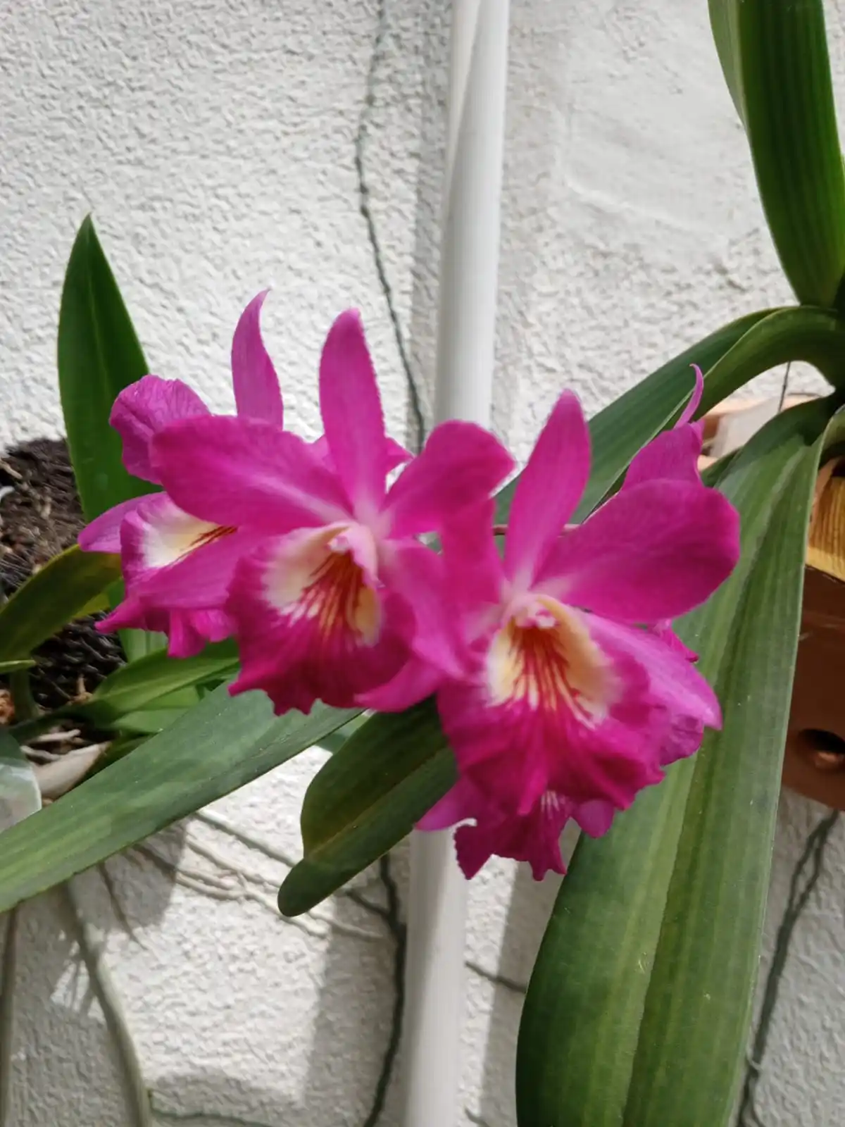 Bellas Orquideas post