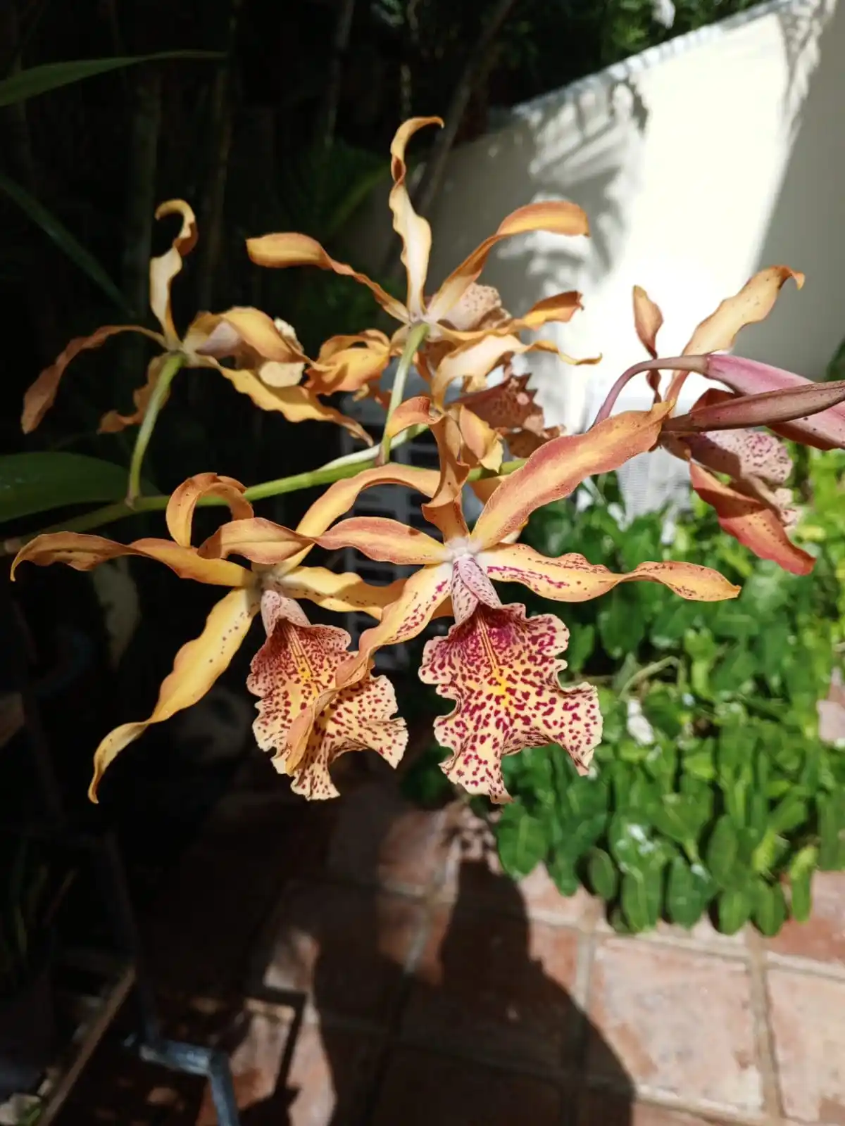 Bellas Orquideas post