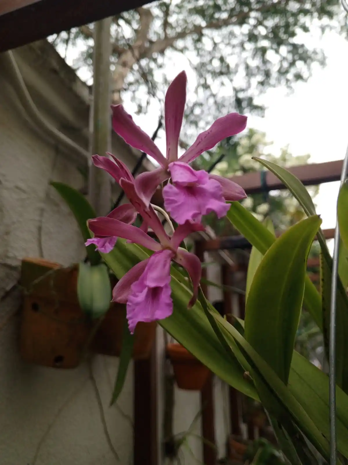 Bellas Orquideas post