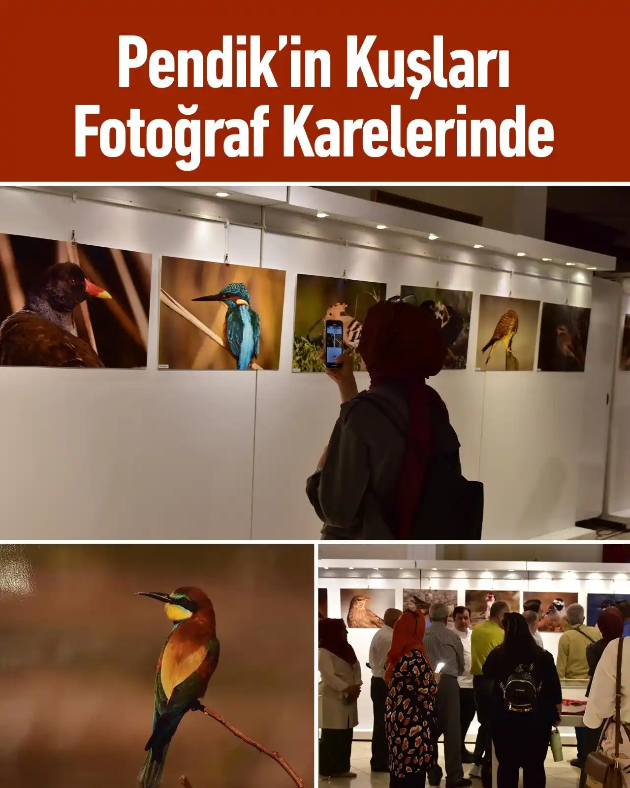 Image from Pendik Belediyesi: 📸 Pendik’in kanatlı misafirleri bu sergide! 🐦  Belediyemiz ve Pendik...