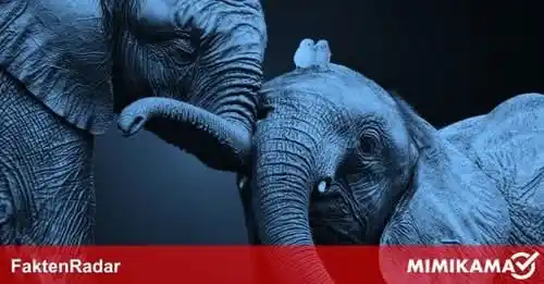 Image from Mimikama Faktenchecks: 🐘🐥 Elefanten, die aus Rücksicht auf kleine Küken regungslos im Flugz...