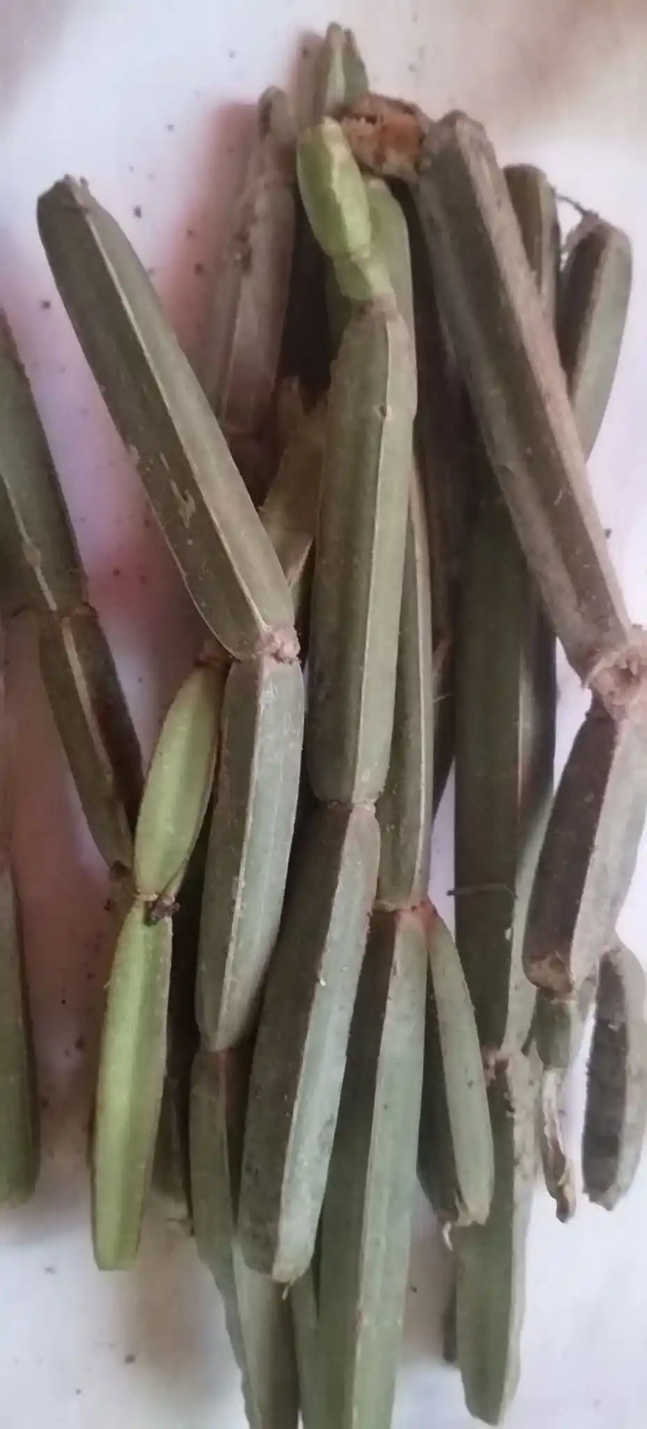 Image from #SaveAman: Uyu unonzi murunju runju. It is used to treat cancer and also used to ...