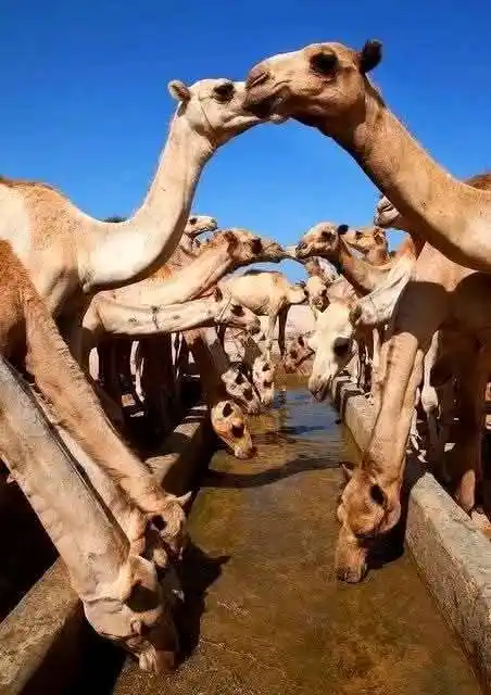 Image from قناة أحلى الكلام🎋🅰🎵🅰🌴: الإبل يستطيع أن يشرب الماء المالح ولو من البحر الميت ولا يرتفع ضغطه لأ...