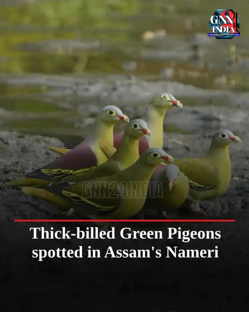 Image from Gnn24india: Splash of the Wild! A breathtaking capture of Thick-billed Green Pigeo...