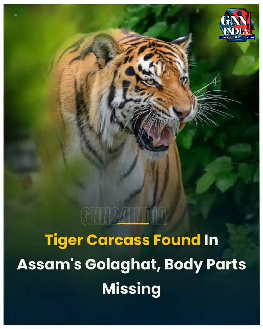 Image from Gnn24india: Tragic Loss in Assam’s Wilderness On May 22, the carcass of a full-gro...