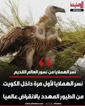 Image from الحقيقة: أعلنت الهيئة العامة للبيئة عن رصد نادر لنسر الهملايا لأول مرة داخل الب...
