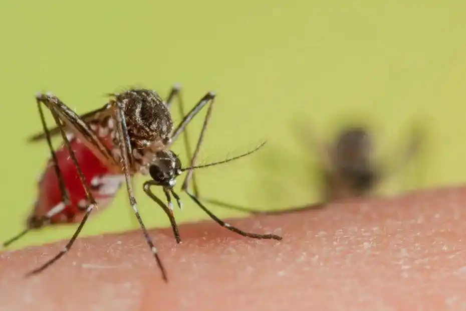 Image from Martinique La 1ère: [DENGUE]  ⚠️ 🦟 La Collectivité Territoriale de Martinique et l’ARS mo...