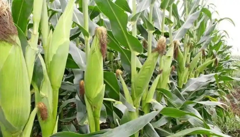 Image from Food Industry Connect by FW Africa: Zimbabwe’s corn production is forecast to more than double in the 2025...