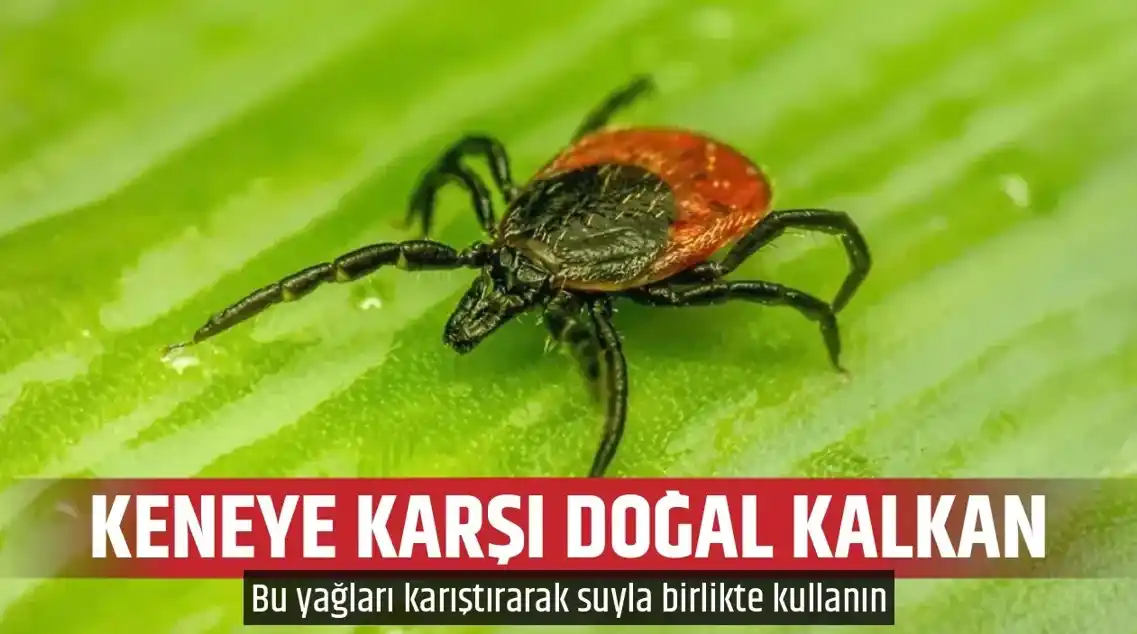 Image from TGRT Haber: *Duyan aktarın yolunu tutuyor...*  *Kene kabusuna nane, lavanta, limon...