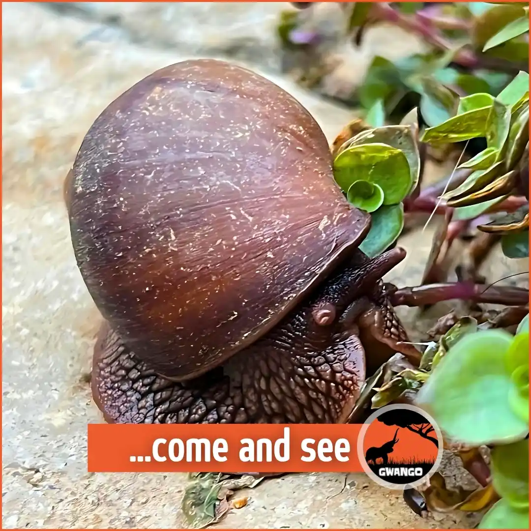Image from Gwango Africa: Gwango Tamarillo Estate has been receiving some interesting visitors l...