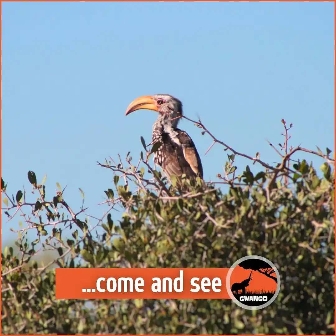 Image from Gwango Africa: If you love birdwatching, then <a class="text-blue-500 hover:underline...