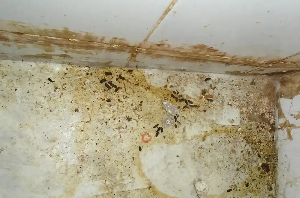 Image from Wiltshire 999s: Judge orders closure of Swindon kebab shop over rat infestation  https...