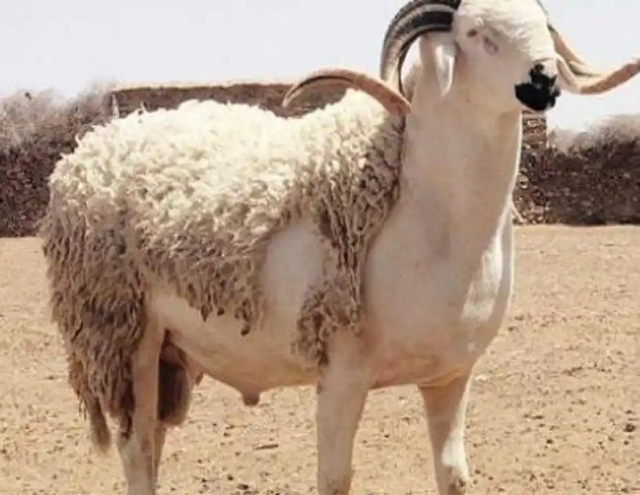 Image from Nouvel ETALON: 🇲🇦 *Maroc: Célébration de l'Aïd el-Kebir sans immolations*   *_Les m...