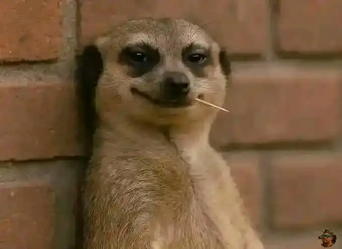 🇿🇼Heart Of Darkness post