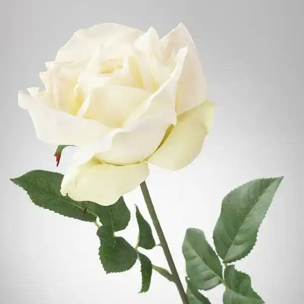 Image from ■رسائل وكلمات■: رِسالتي لقلبكم هذا الصباح، ولكل قلب أشرق مع شروق يوم جديد .. لكل قلب ت...