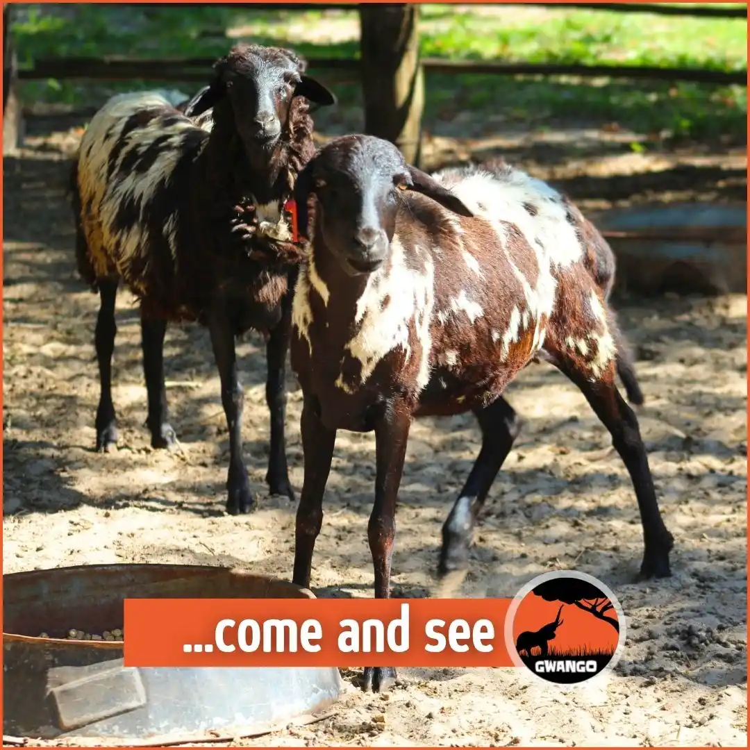 Image from Gwango Africa: We can always count on something new happening at Gobelo! Visit https:...