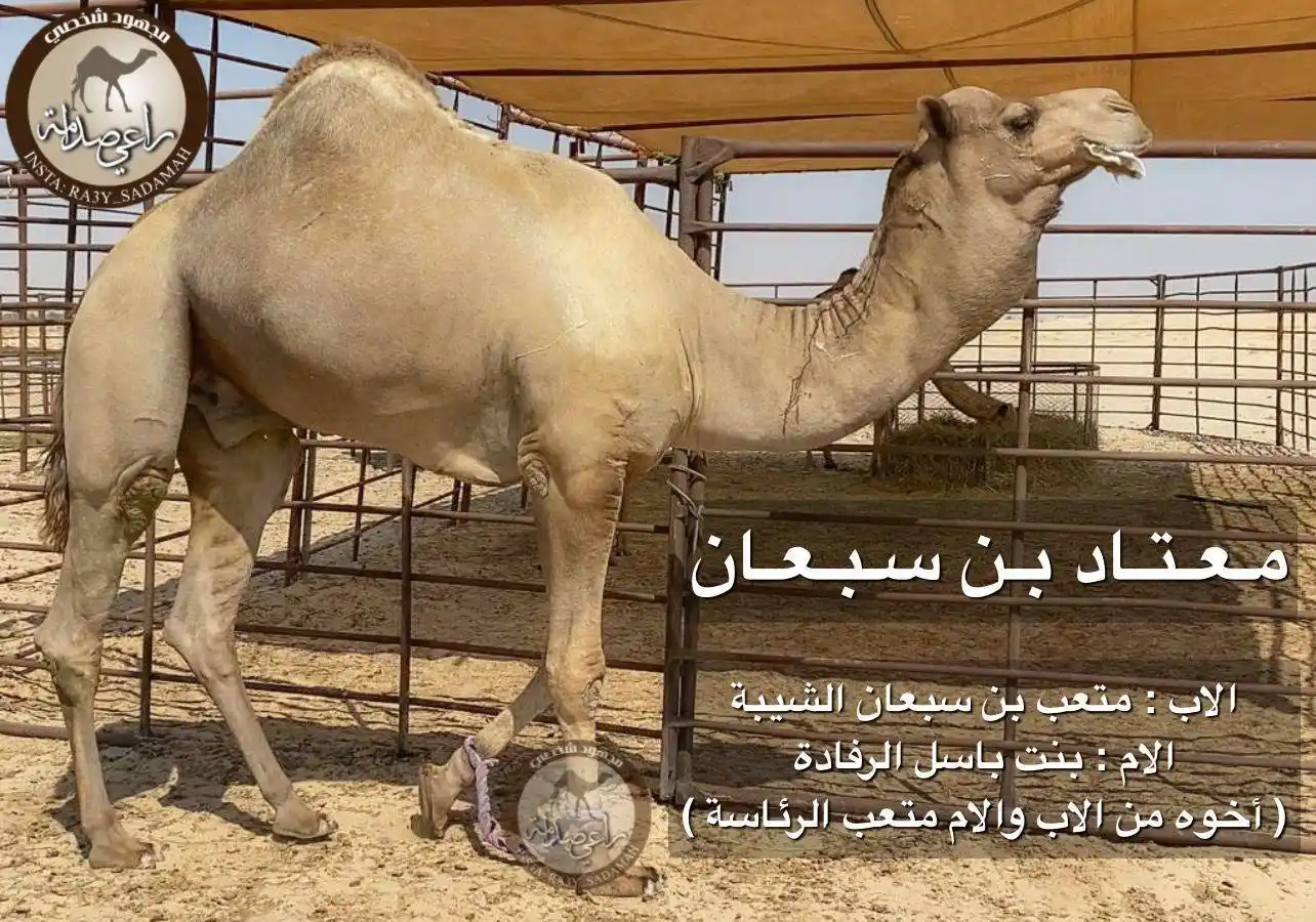 Image from Ra3y Sadamah | راعـي صـدامـه: نتائج ميدان الطائف الثلاثاء 03/06/2025م - مسافة 1.5 كم السباق الإسبوعي...