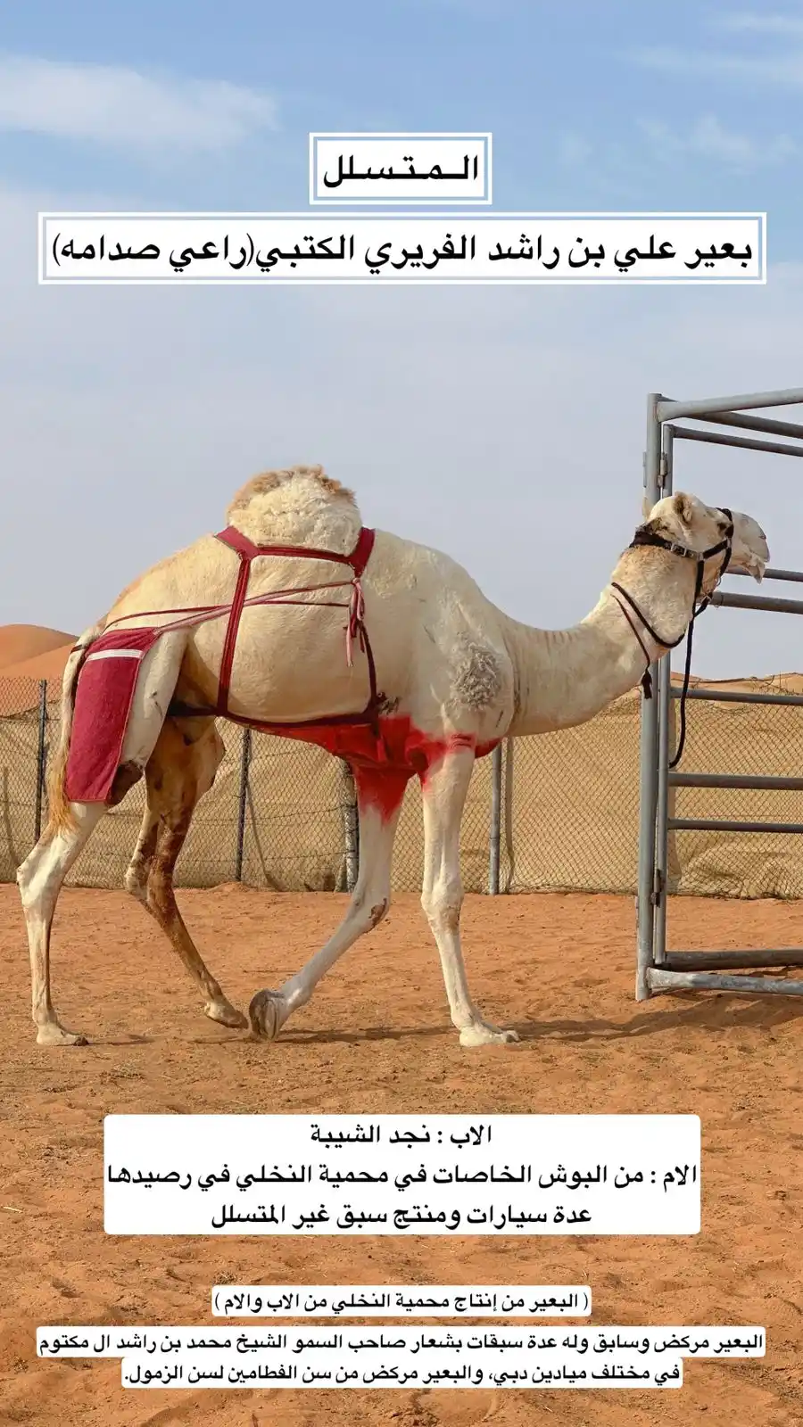 Ra3y Sadamah | راعـي صـدامـه post