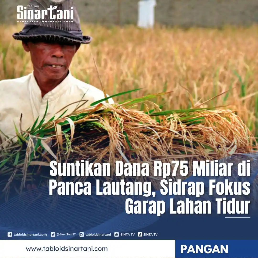 Image from Tabloid Sinar Tani: Panca Lautang, Sidrap, bersolek jadi lumbung pangan masa depan! Dua de...