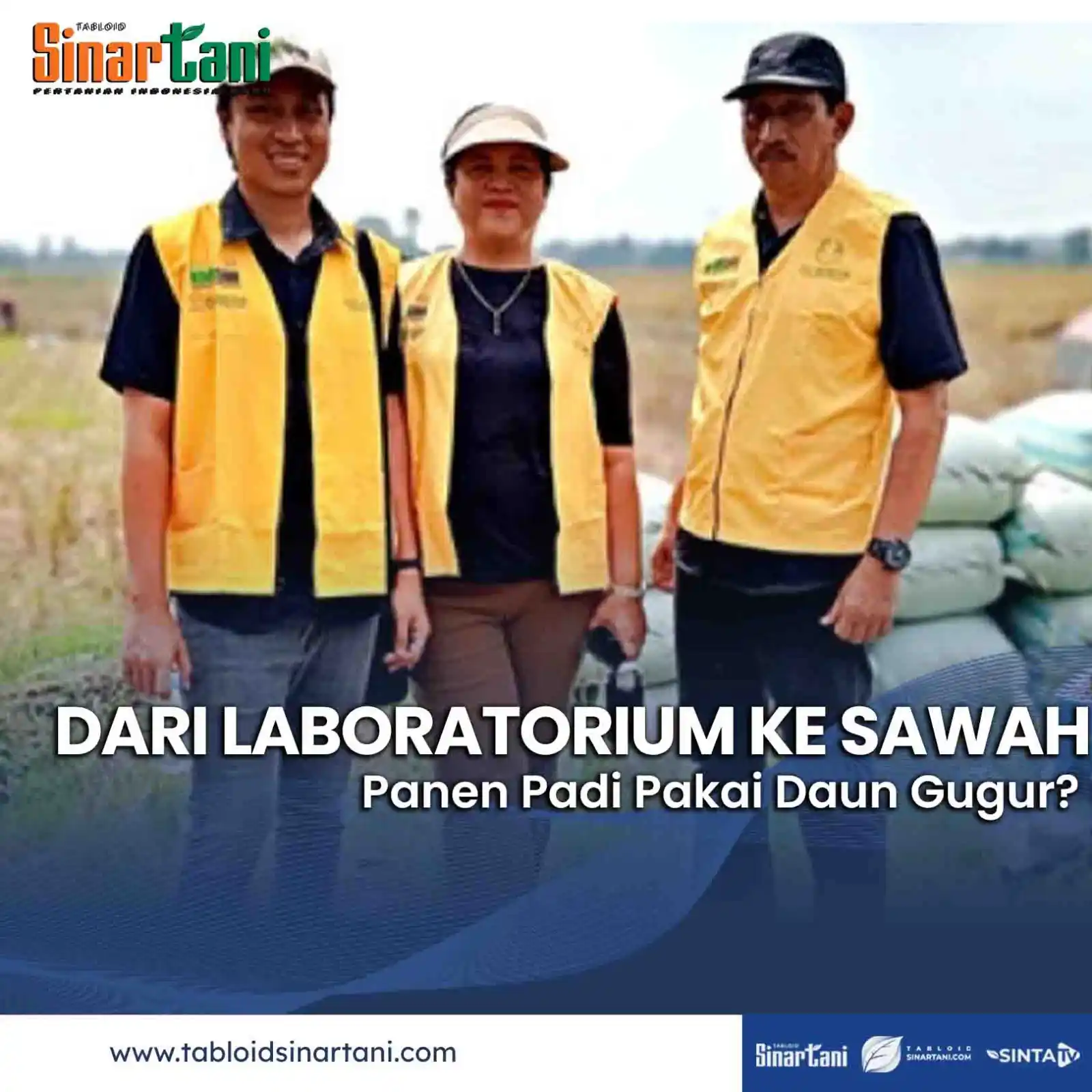 Image from Tabloid Sinar Tani: Pemandangan tak biasa di hamparan sawah Sukoharjo: profesor BRIN turun...