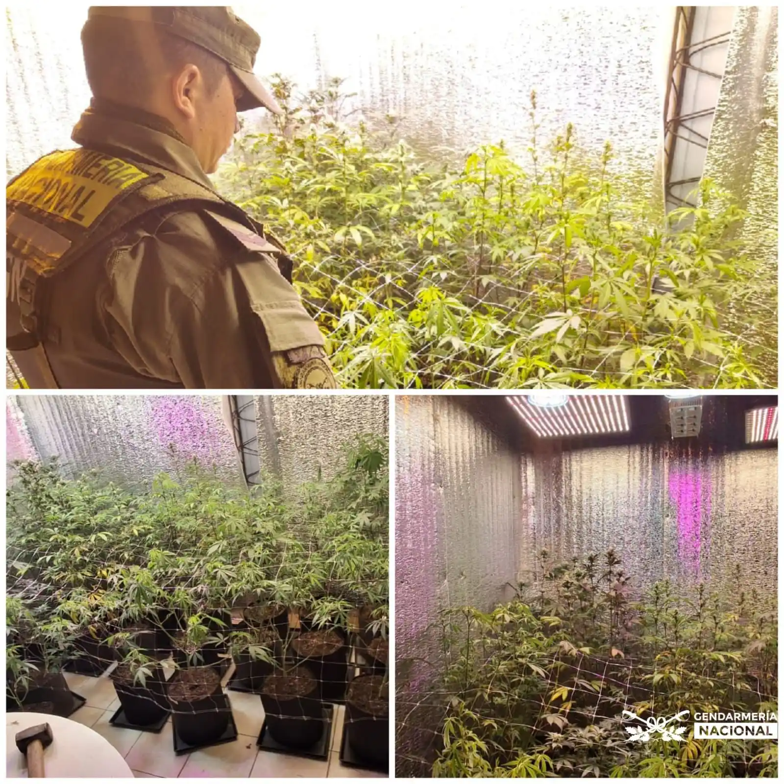 Image from Gendarmería Nacional Argentina: ⭕Corrientes: *Desmantelan plantaciones de marihuana en tres allanamien...