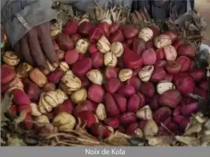 Image from Notre Afrik: *Économie : 5 pays africains dominent le marché de la noix de cola* ...