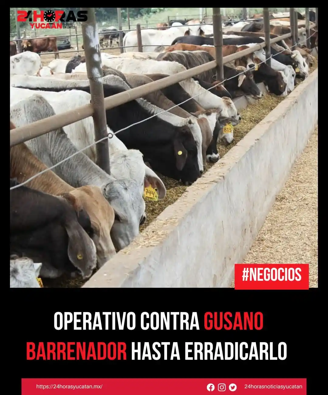 Image from 24 Horas Yucatán: 📍Operativo contra gusano barrenador hasta erradicarlo.  La nota 👉 ht...