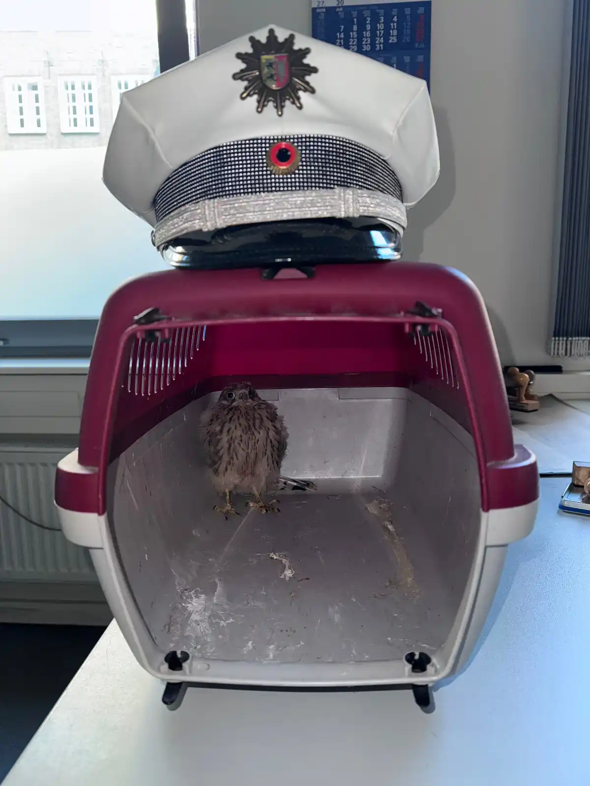 Image from Polizei Schleswig-Holstein : *Polizeimeldungen des Tages*  ➡️ Gestern gaben Passanten einen jungen ...