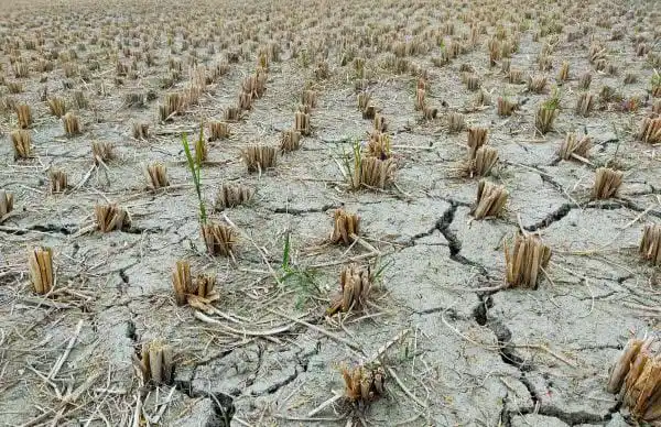 Image from Sindh Matters _ سندھ میٹرز: سندھ میں پانی کی قلت، ذراعت تباہ سندھ میں بڑھتے ہوئے درجہ حرارت اور پا...