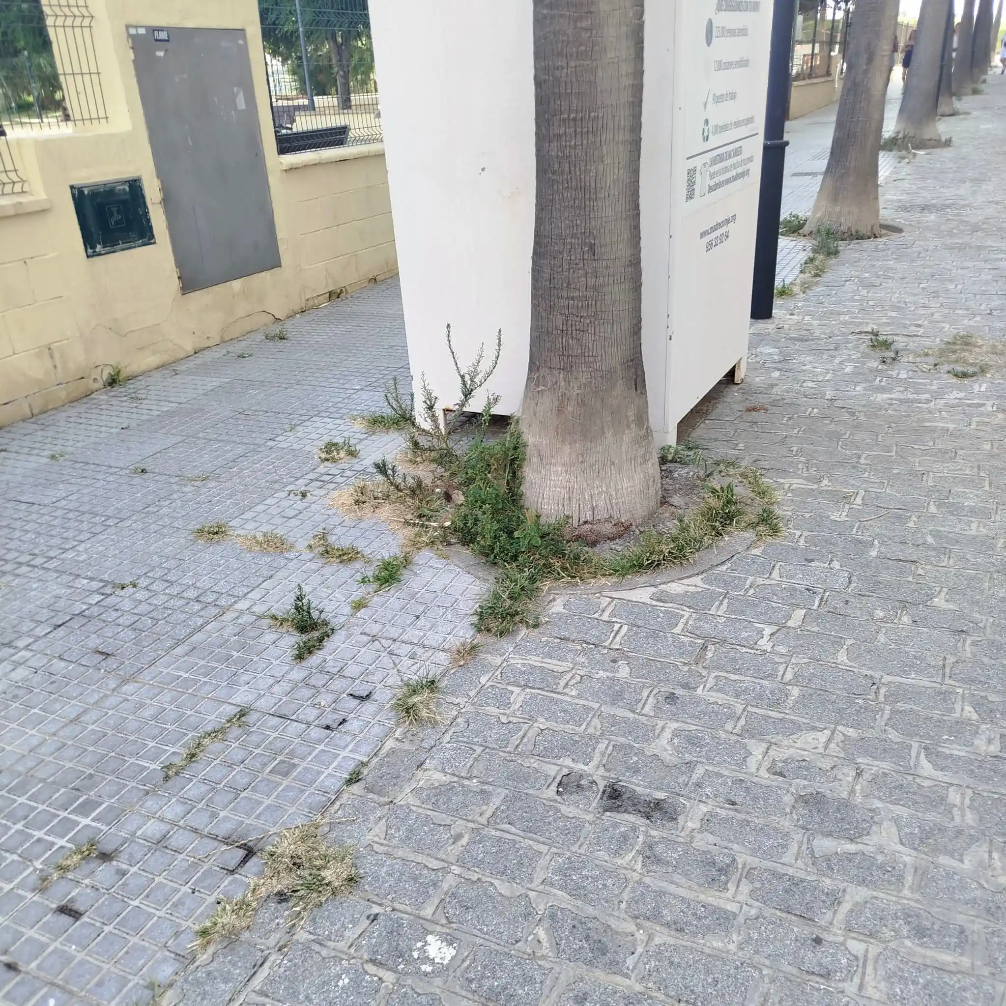 Image from Cádiz Abandonada: 🌱 Denuncian el crecimiento de hierbas entre baldosas y la ausencia de...