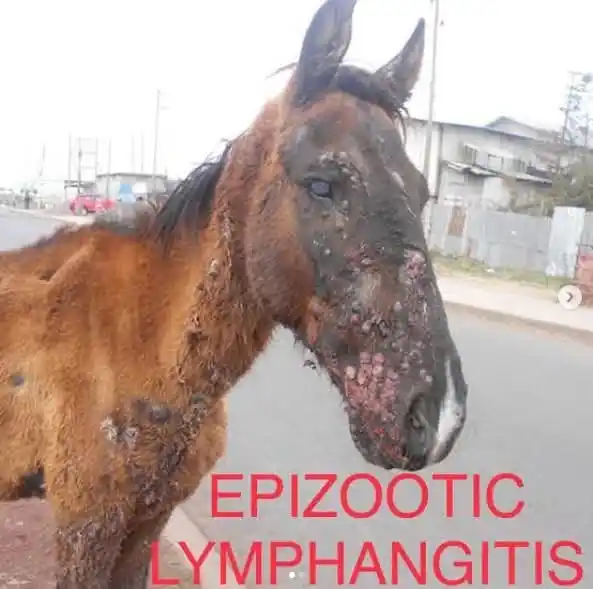 Image from Doctor Of Veterinary Medicine (DVM): 🩺Epizootic lymphangitis 🐎 Epizootic lymphangitis is a chronic granul...