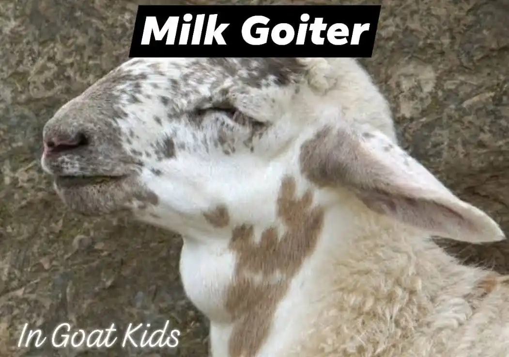 Image from Doctor Of Veterinary Medicine (DVM): 📑 Milk Neck (Milk Goiters) in Goats 🐐 Milk neck, which may also be c...