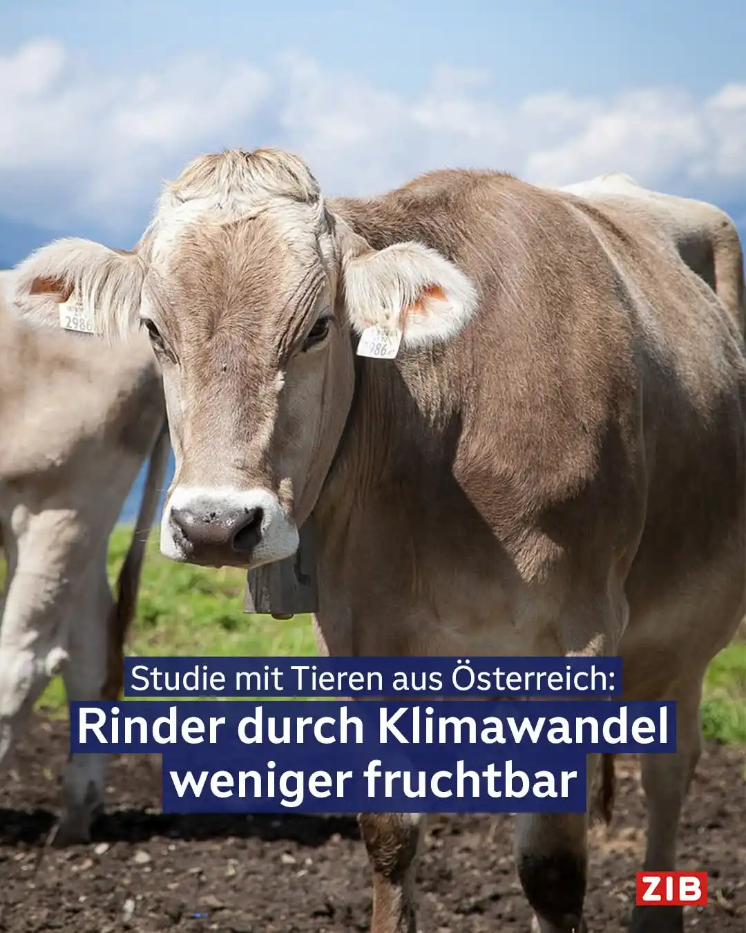 Image from Wenn Medien lügen: *ORF heute in der ZIB - Hitze bei Kühen schadet Eizellen - der KLIMAWA...