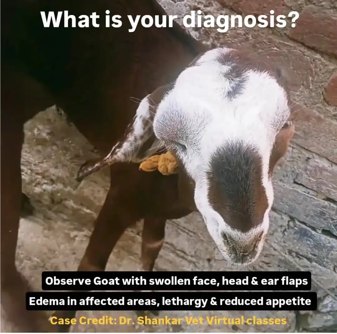Image from Doctor Of Veterinary Medicine (DVM): What is your diagnosis❓ Hx:  Goat with Swollen face, eyes and ear flap...