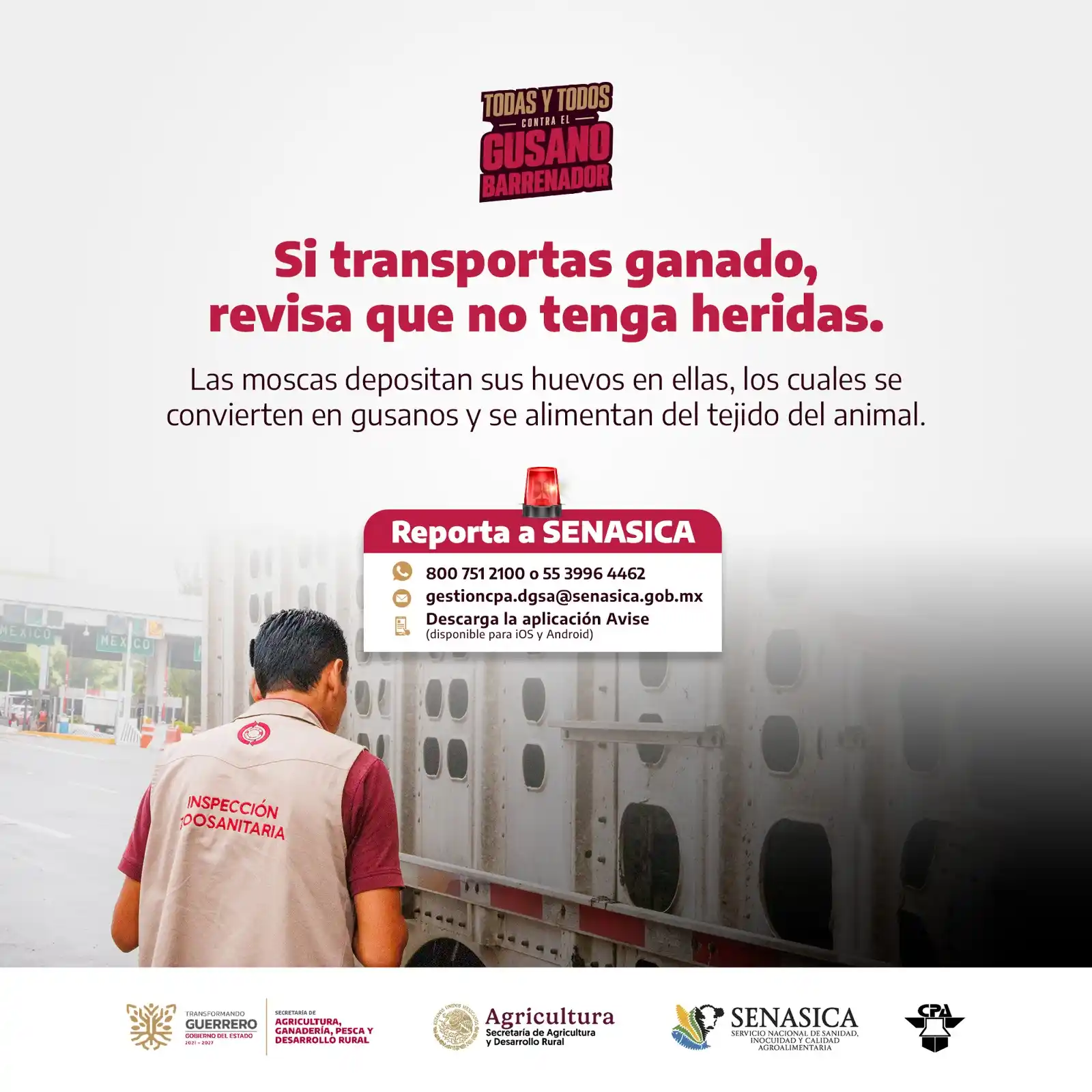 Image from SAGADEGRO: Antes de transportar ganado, revisa que no tengan heridas. Evita la pr...