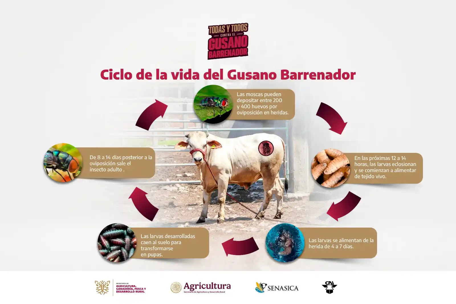 Image from SAGADEGRO: Conoce el ciclo de vida del gusano barrenador y evita su propagación. ...