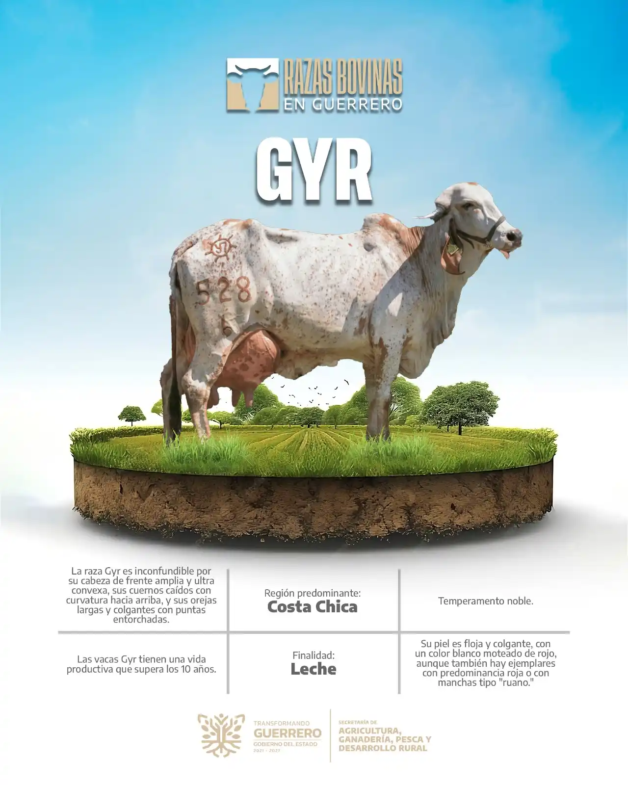 Image from SAGADEGRO: La raza bovina Gyr, predominante en la Costa Chica de Guerrero, se dis...