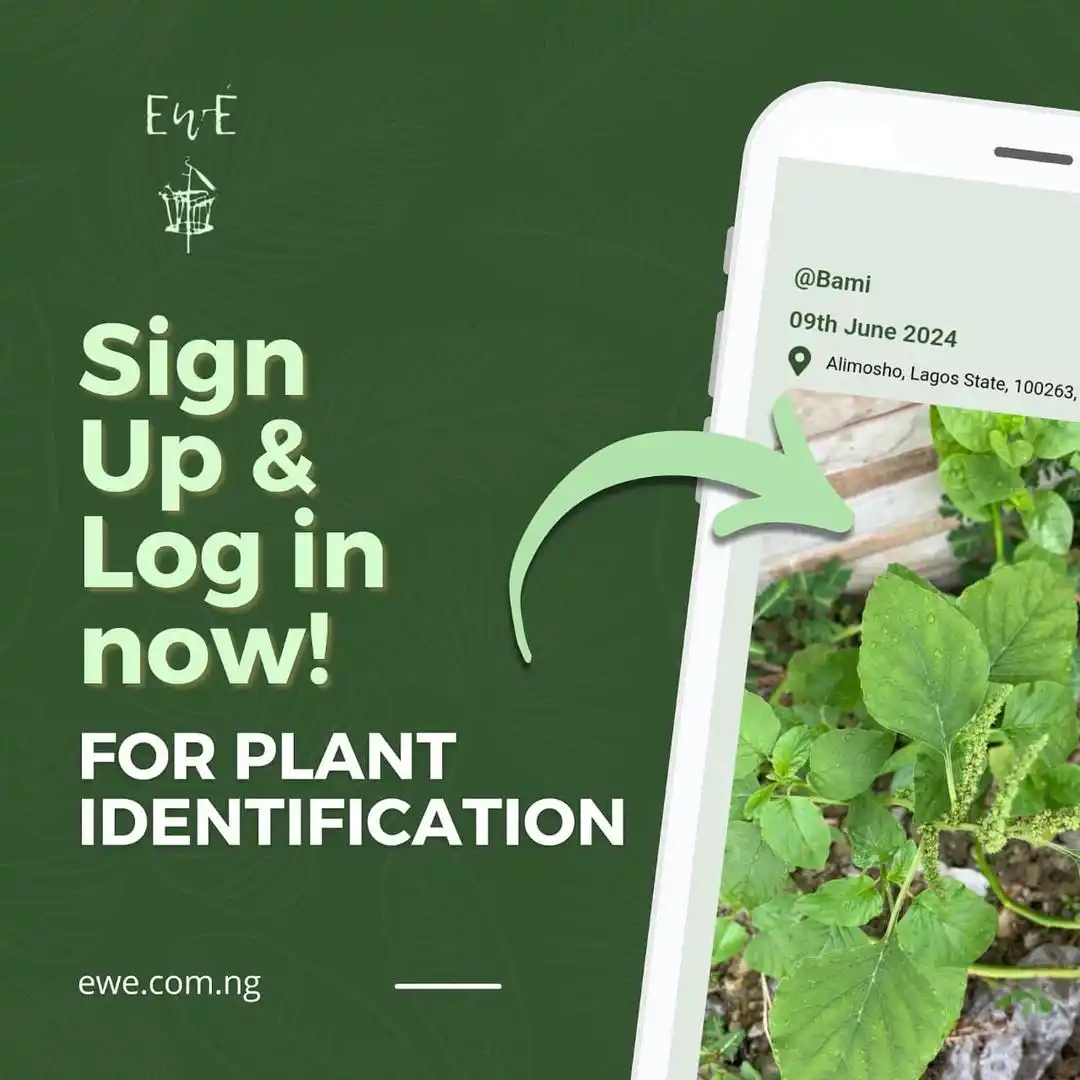 Image from Ewé : 🌿 Learn About Ewé Abíweré on Ewé!  Discover how to identify Ewé Abiwe...